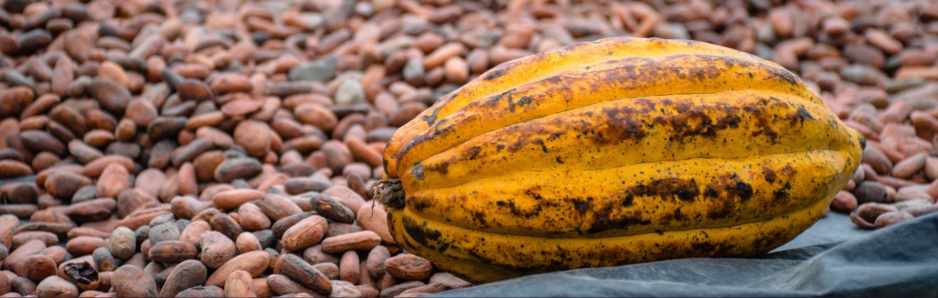 Cacao Benefits